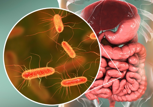 Diagram of the human gut in the background, with gut bacteria shown in a circle in the foreground