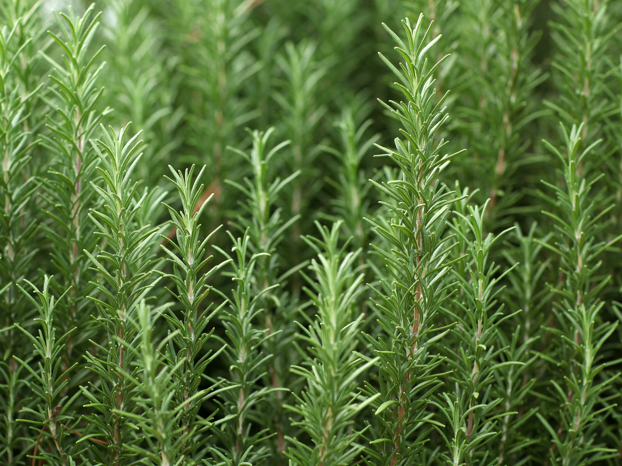 Rosemary (Rosmarinus officinalis) is a fragrant herb native to the Mediterranean