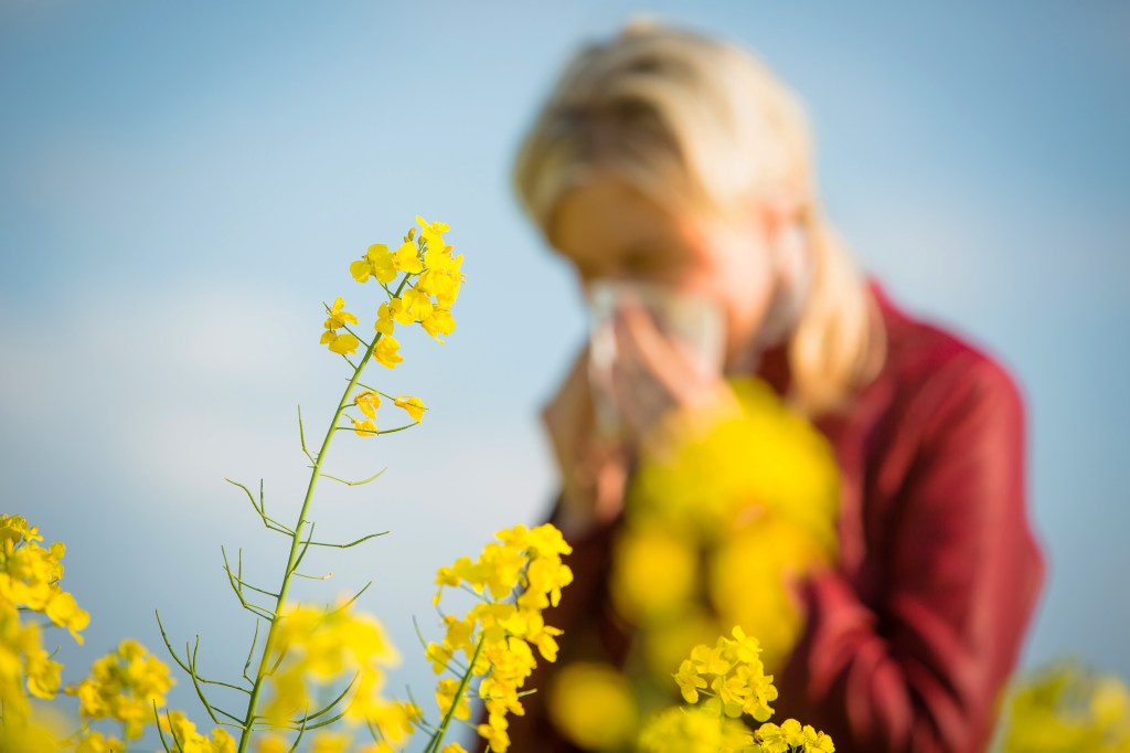 A blond woman in a red jacket, faded in the background, touches her nose in a field of bright yellow rhapsody flowers.